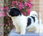 Small #4 Havanese