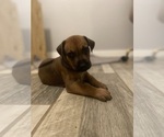 Small Photo #11 Rhodesian Ridgeback Puppy For Sale in KELLER, TX, USA