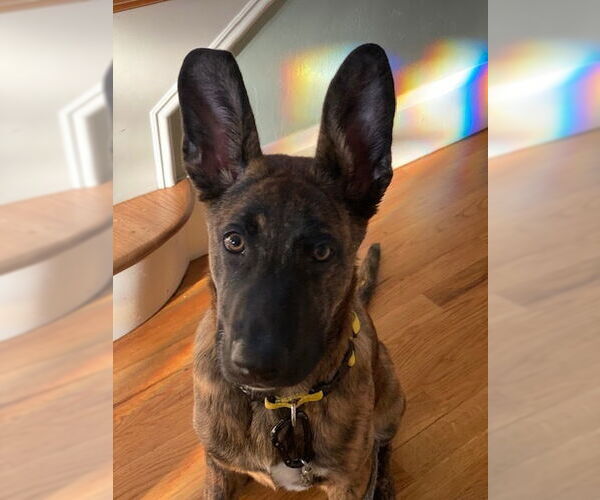 Medium Photo #1 - Mix Puppy For Sale in Imlay City, MI, USA