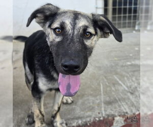 Flynn - Male Retriever -Unknown Mix Dog for Adoption - Photo #10