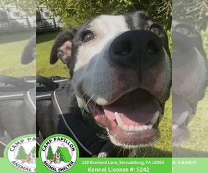 American Pit Bull Terrier-Unknown Mix Dogs for adoption in Stroudsburg, PA, USA