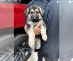 Small Photo #4 German Shepherd Dog Puppy For Sale in FORT WORTH, TX, USA