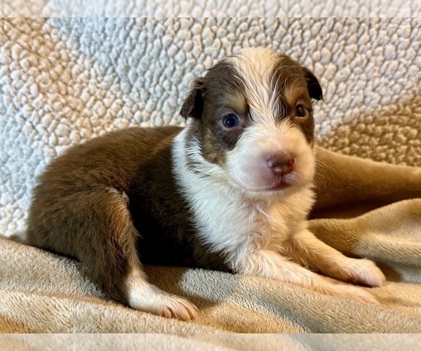 Medium Photo #27 Australian Shepherd Puppy For Sale in EUSTIS, FL, USA