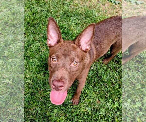 Medium Photo #13 Australian Kelpie-Unknown Mix Puppy For Sale in Sandy, UT, USA