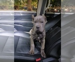 Small Cane Corso