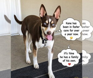 Australian Kelpie-Unknown Mix Dogs for adoption in Escondido, CA, USA