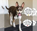Small Photo #1 Australian Kelpie-Unknown Mix Puppy For Sale in Escondido, CA, USA
