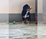 Small Photo #4 Bernese Mountain Dog Puppy For Sale in BREMEN, IN, USA