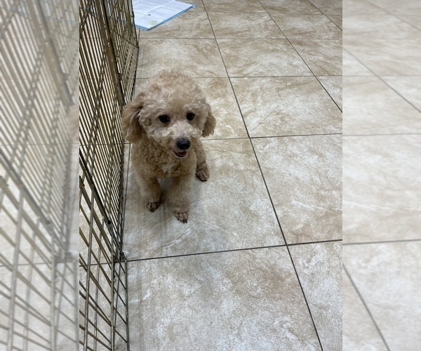 Medium Photo #1 Bichpoo Puppy For Sale in ROSEMEAD, CA, USA