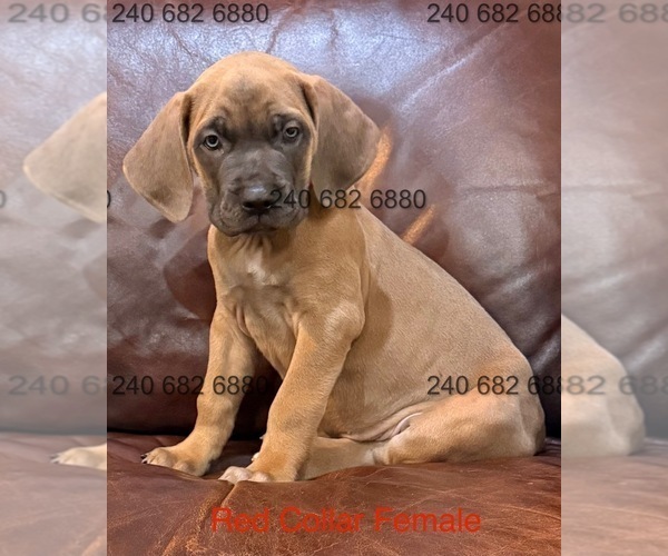 Medium Photo #19 Cane Corso Puppy For Sale in LA PLATA, MD, USA
