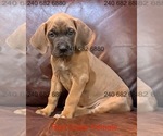 Small Photo #19 Cane Corso Puppy For Sale in LA PLATA, MD, USA