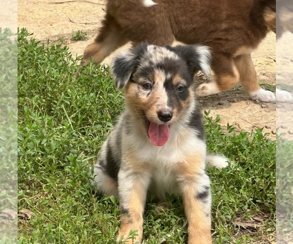 Medium Photo #1 Border-Aussie Puppy For Sale in BLUE RIVER, WI, USA