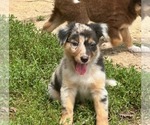 Puppy Sweet William Border-Aussie