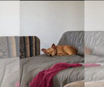 Small #1 Chihuahua Mix