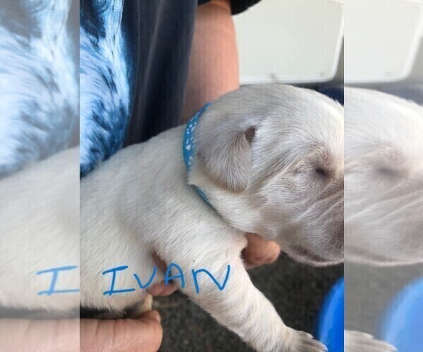 Medium Photo #4 Labrador Retriever Puppy For Sale in WILTON, CA, USA