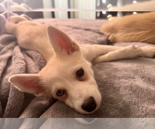 Medium Photo #237 Pomsky Puppy For Sale in LOVELAND, CO, USA