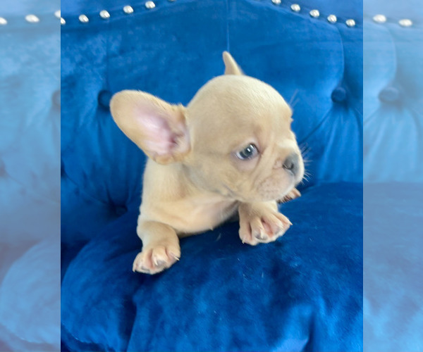 Medium Photo #60 French Bulldog Puppy For Sale in SCREVEN, GA, USA