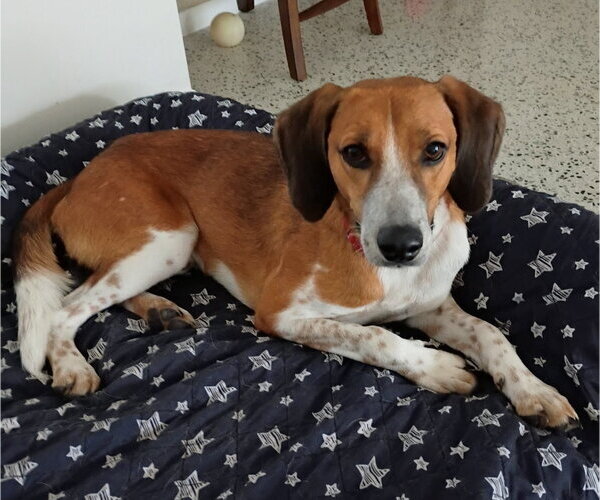 Medium Photo #3 Beagle-Unknown Mix Puppy For Sale in Dunnellon, FL, USA