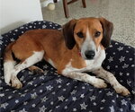 Small #2 Beagle Mix