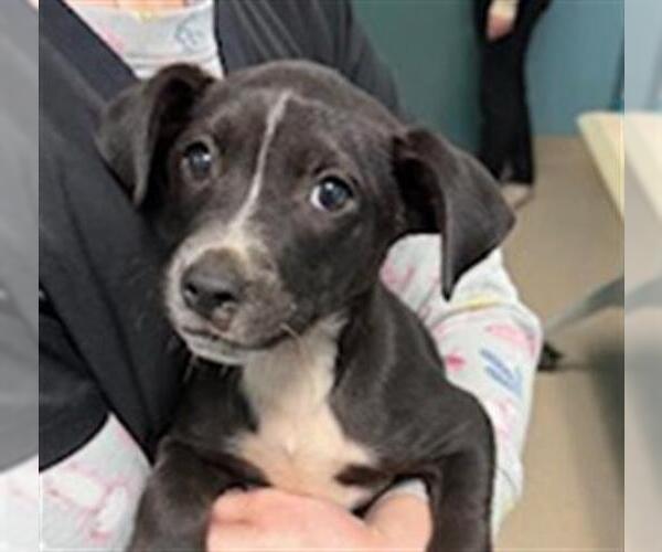 Medium Photo #2 Pointer-Unknown Mix Puppy For Sale in Woodbury, NY, USA