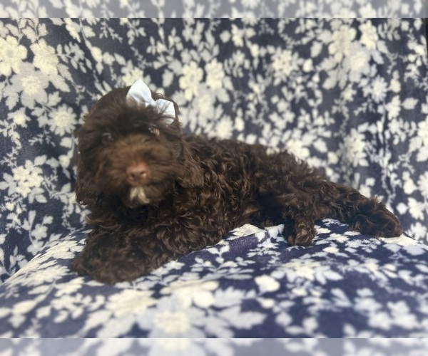 Medium Photo #8 Cock-A-Poo Puppy For Sale in LAKELAND, FL, USA