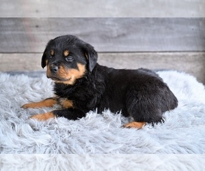 Rottweiler Puppy for sale in MILLERSBURG, OH, USA