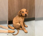 Small Labrador Retriever Mix