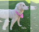 Small #1 Golden Pyrenees