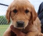 Small Photo #8 Golden Retriever Puppy For Sale in NACOGDOCHES, TX, USA