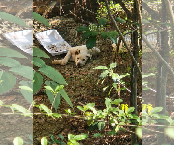 Medium Photo #2 Labsky Puppy For Sale in Jackson, MS, USA
