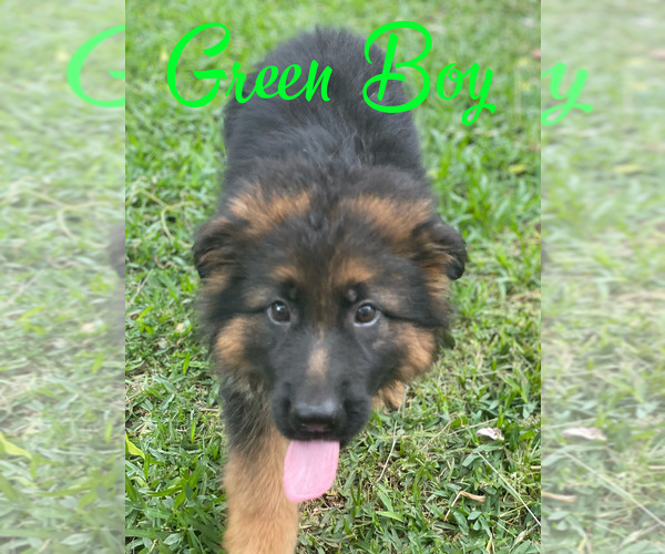 Medium Photo #1 German Shepherd Dog Puppy For Sale in AUSTIN, TX, USA