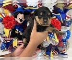 Small Photo #20 Rottweiler Puppy For Sale in FORT WORTH, TX, USA