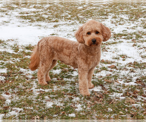 Goldendoodle mix (+ Poodle Miniature) Puppy for sale in SYRACUSE, IN, USA
