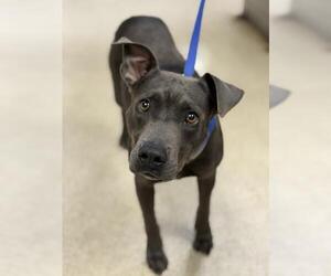 Mutt Dogs for adoption in Riverside, CA, USA
