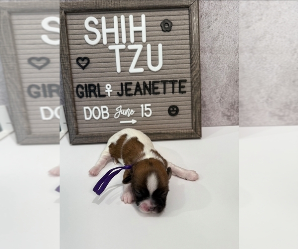 Medium Photo #28 Shih Tzu Puppy For Sale in NEW YORK MILLS, MN, USA