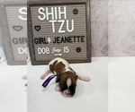 Small Photo #28 Shih Tzu Puppy For Sale in NEW YORK MILLS, MN, USA