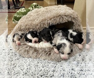 Miniature Australian Shepherd Puppy for Sale in MIDLAND, Texas USA