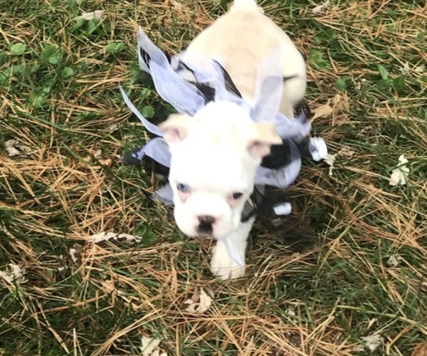 Medium Photo #3 Boston Terrier Puppy For Sale in COVENTRY, RI, USA