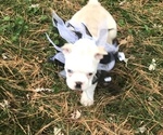 Small Photo #3 Boston Terrier Puppy For Sale in COVENTRY, RI, USA