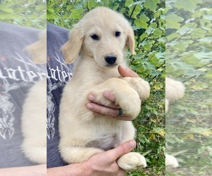 Golden Retriever Puppy for Sale in WEAVERVILLE, North Carolina USA