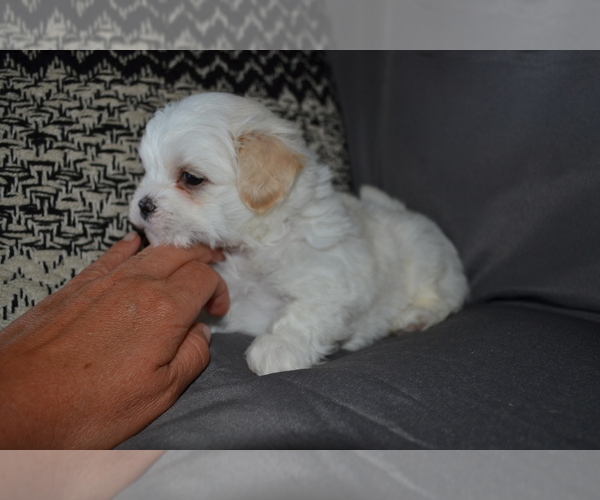 Medium Photo #2 Mal-Shi Puppy For Sale in GREENWOOD, WI, USA