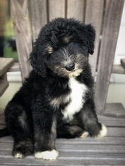 Aussiedoodle Puppy for sale in CLINTON, LA, USA