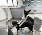 Small #6 Border Collie Mix