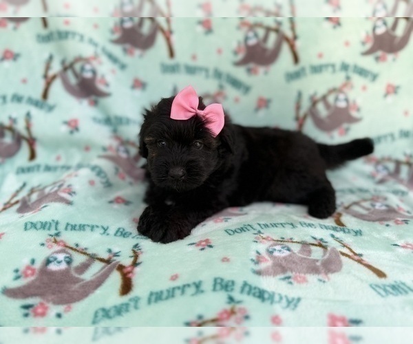 Medium Photo #1 Aussiedoodle Miniature  Puppy For Sale in LAKELAND, FL, USA