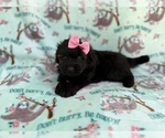Small Aussiedoodle Miniature 