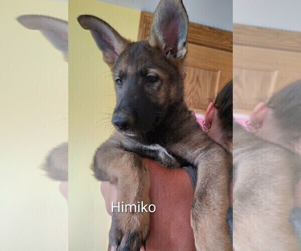 Medium Photo #5 German Shepherd Dog Puppy For Sale in BEAVER FALLS, PA, USA