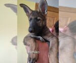 Small #4 German Shepherd Dog