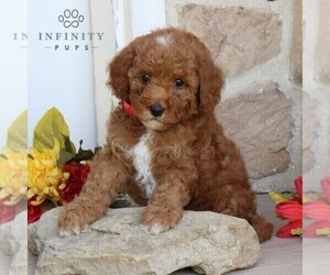 Goldendoodle (Miniature) Puppy for sale in LITITZ, PA, USA