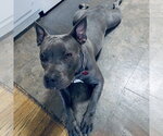 Small #1 Mutt