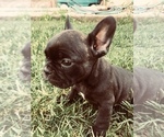Small Photo #6 French Bulldog Puppy For Sale in AFTON, WY, USA